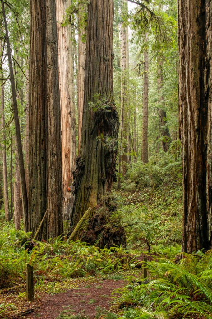 Hiking Humboldt – Steve Conger